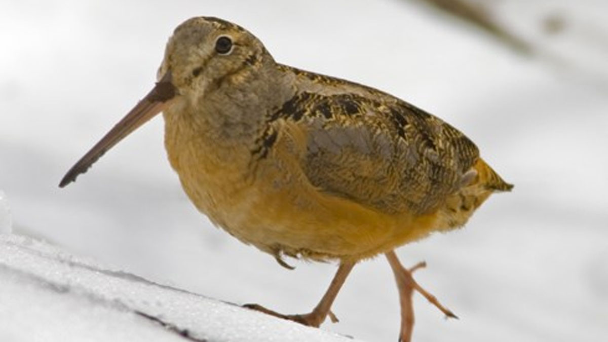 Evening Woodcock Walk at Grant Woods in Ingleside